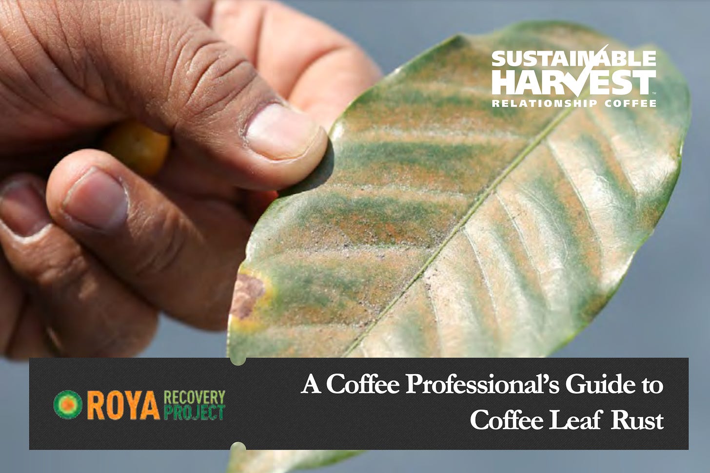 A close up on a green coffee plant leaf covered in roya or coffee rust. The arrowhead shaped leave has stripes of a yellow powdery fungus collected in the middle and spreading to the edges. This is the cover of a booklet, and the title is in a black bar at the bottom, "A Coffee Professional's Guide to Coffee Leaf Rust."