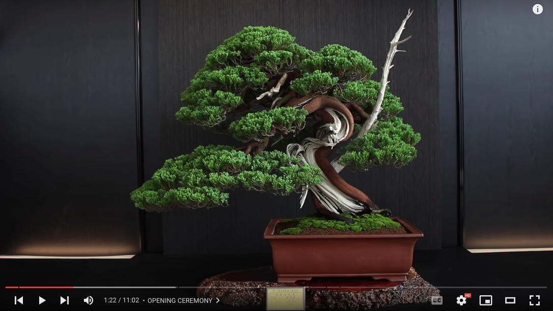 ID: Screenshot of the video linked above showing a far-out contorted juniper.