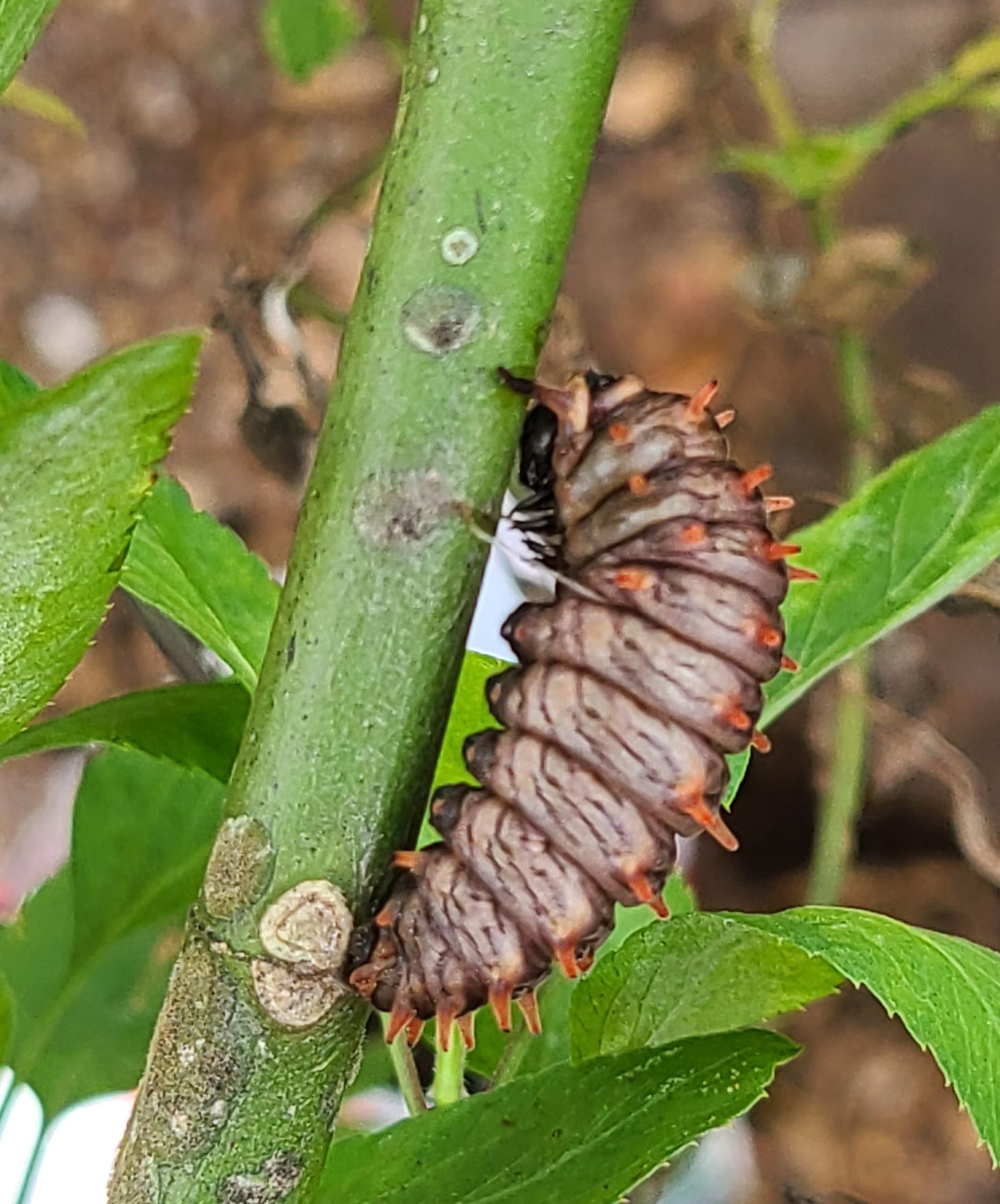 polydamas swallowtail larvae