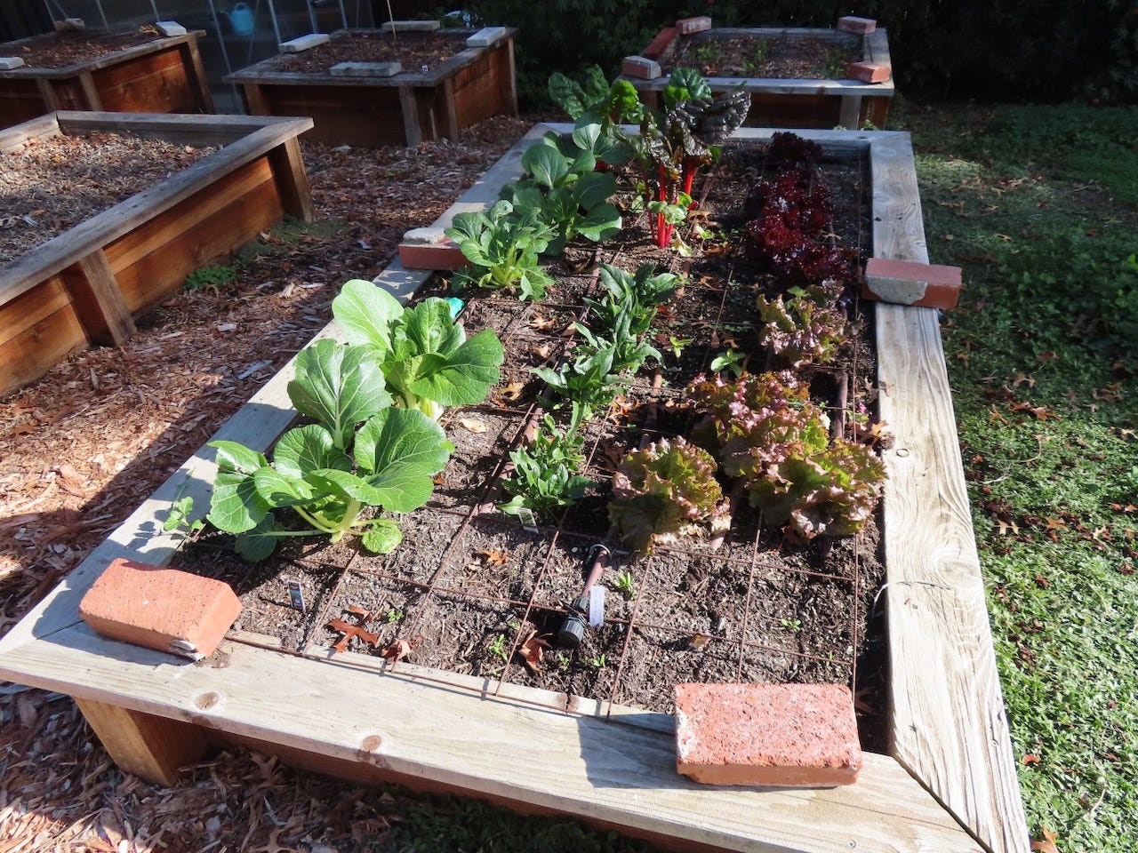 raised garden bed with mesh wire on top