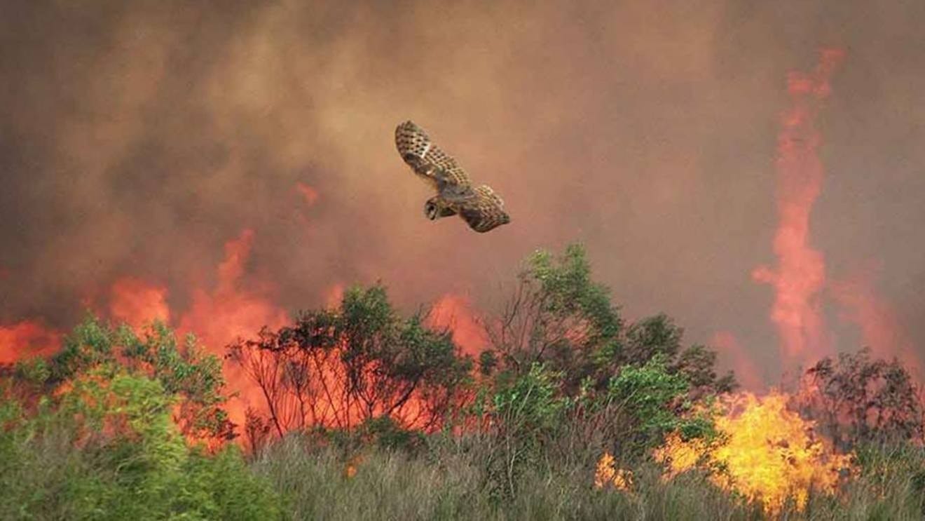 An owl flies over a forest, most of which is on fire.