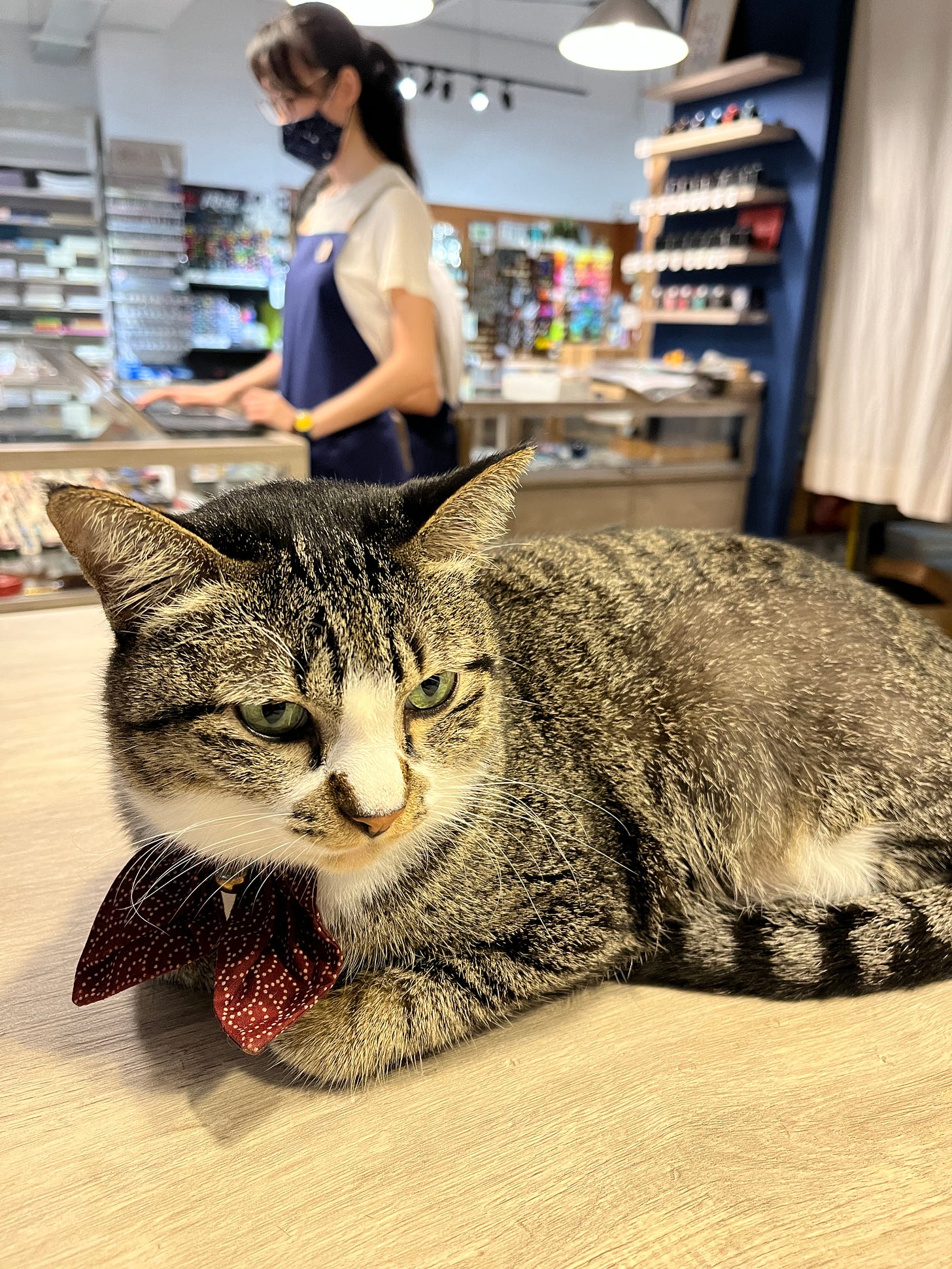 Image: an adorable ash black cat with a maroon colour bowtie, lying contentedly on the cashier countertop!