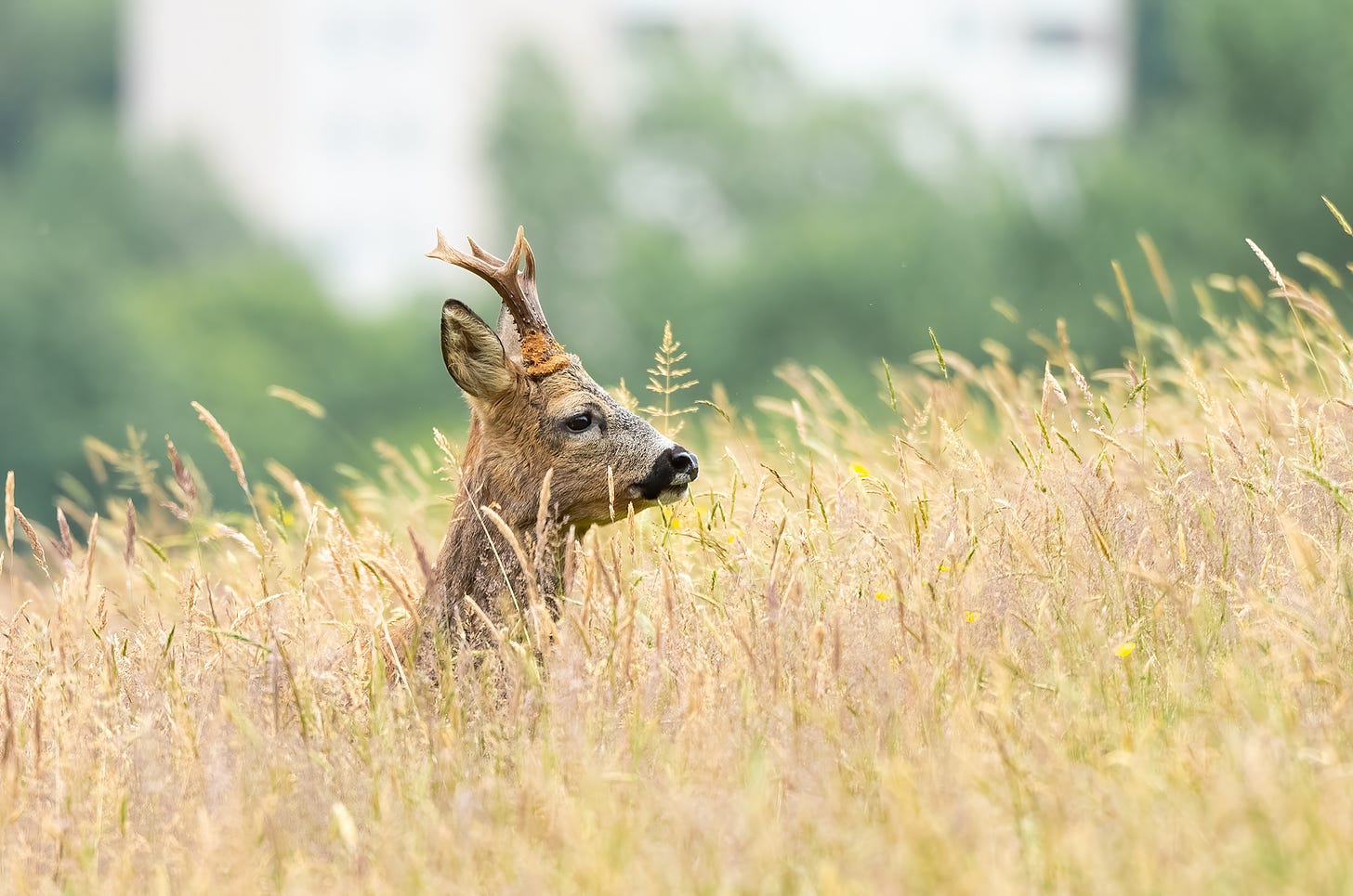 Photo of a roe deer buck sticking its head up above the long grass
