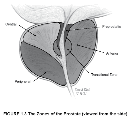 Labeled black-and-white drawing of a prostate cross-section, hard to decipher.