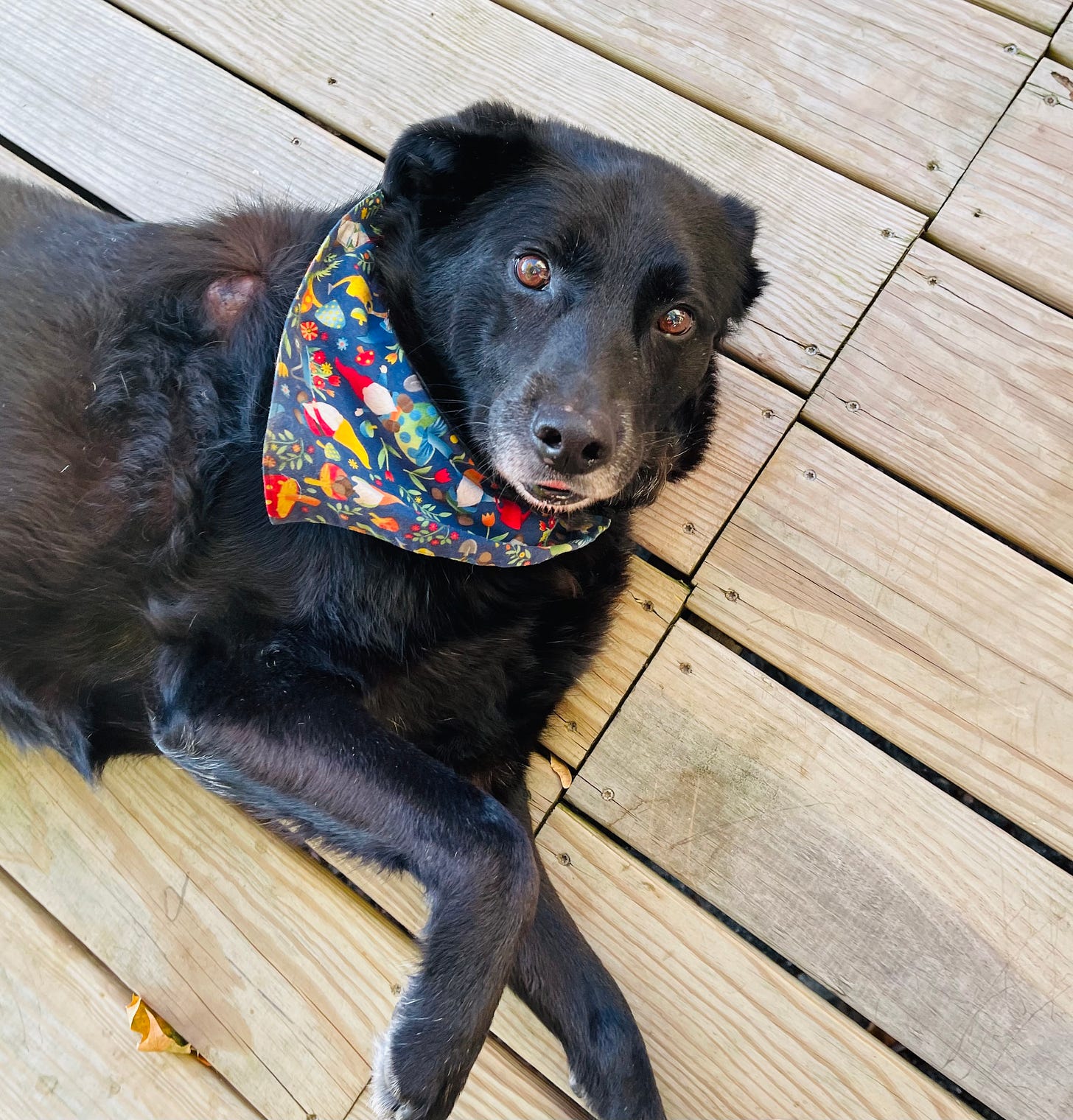 dog on the deck