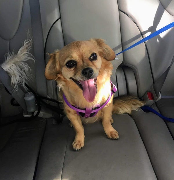 Papas, who belongs to loyal reader Nicki, enjoys riding in the car without a seatbelt. Want your pet to appear in The Highlighter? hltr.co/pets