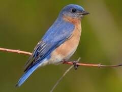 Eastern Bluebird Overview, All About Birds, Cornell Lab of Ornithology
