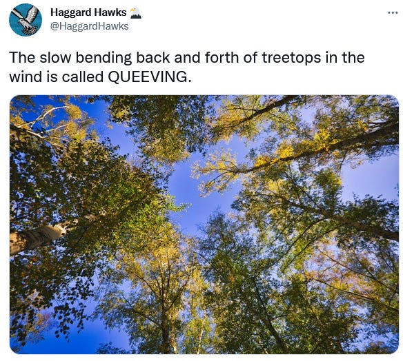 A screenshot of a tweet from @HaggardHawks which says "The slow bending back and forth of the treetops in the wind is called QUEEVING." An image of treetops is included.