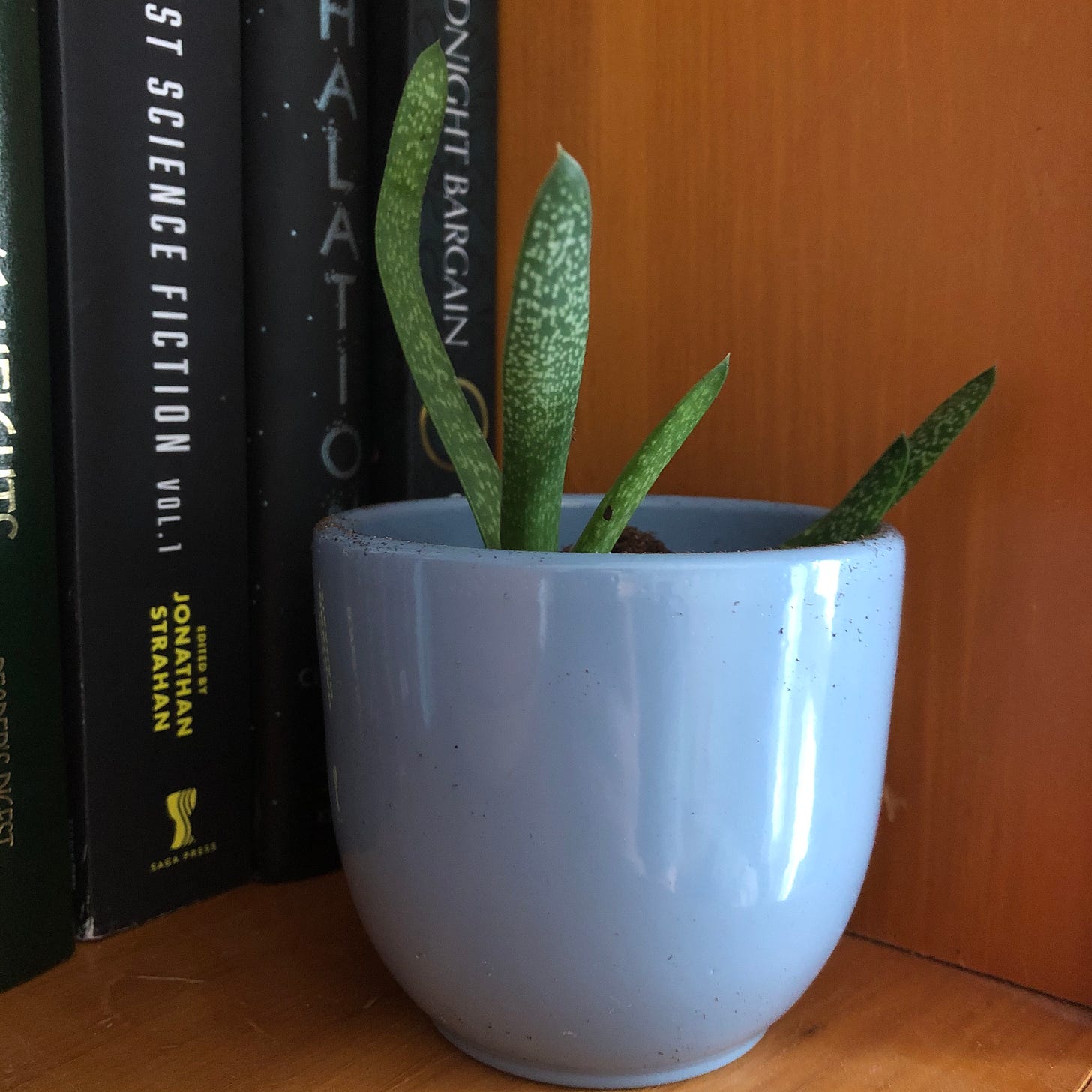 A small green cactus plant in a rounded blue pot. 