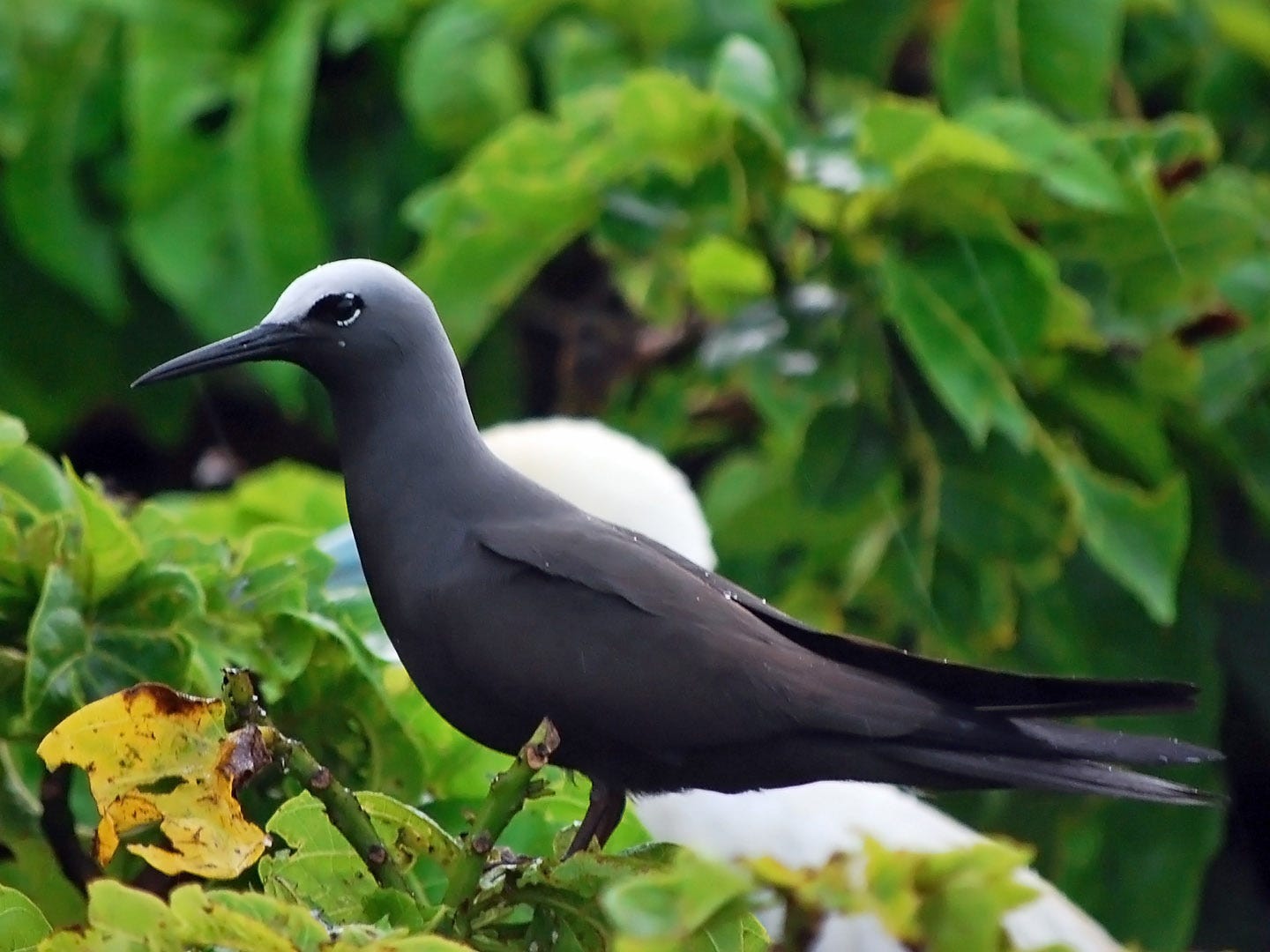 Black noddy - Wikipedia