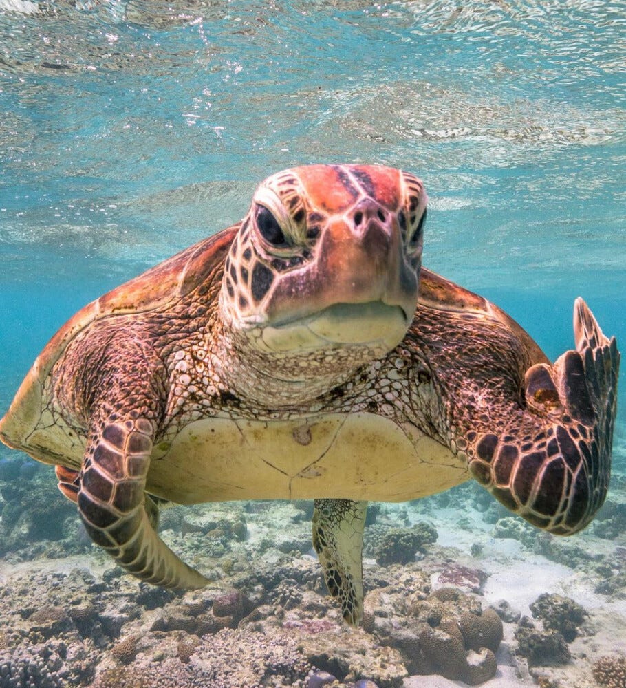 tortoise middle finger