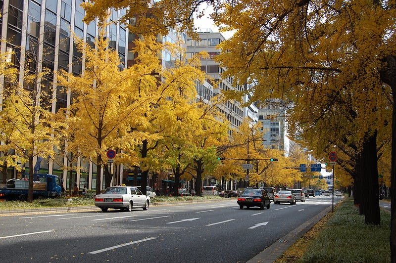 Ginko trees in Autumn on Midosuji Boulevard © hetgacom