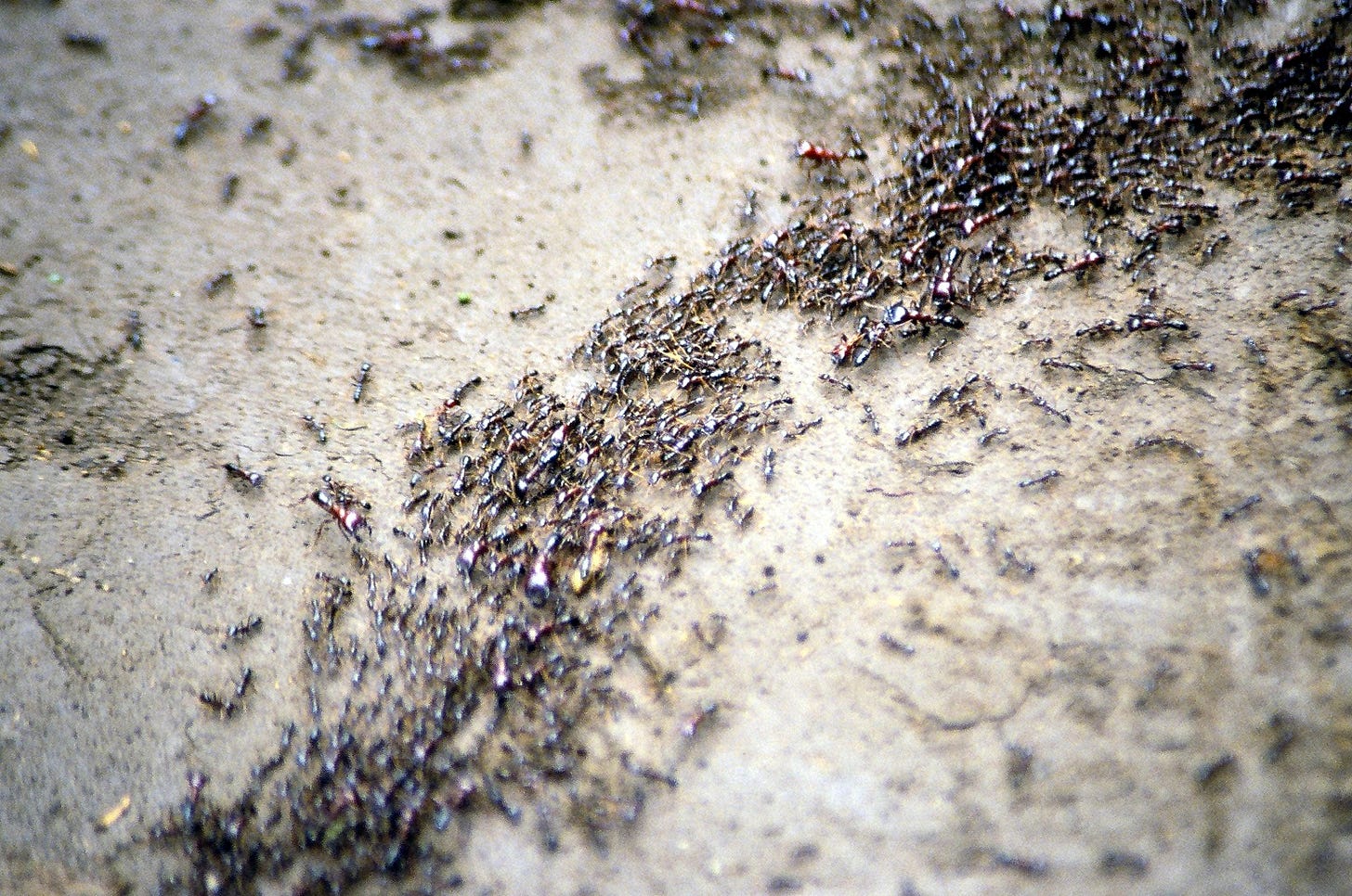 Ant colony optimization algorithms - Wikipedia