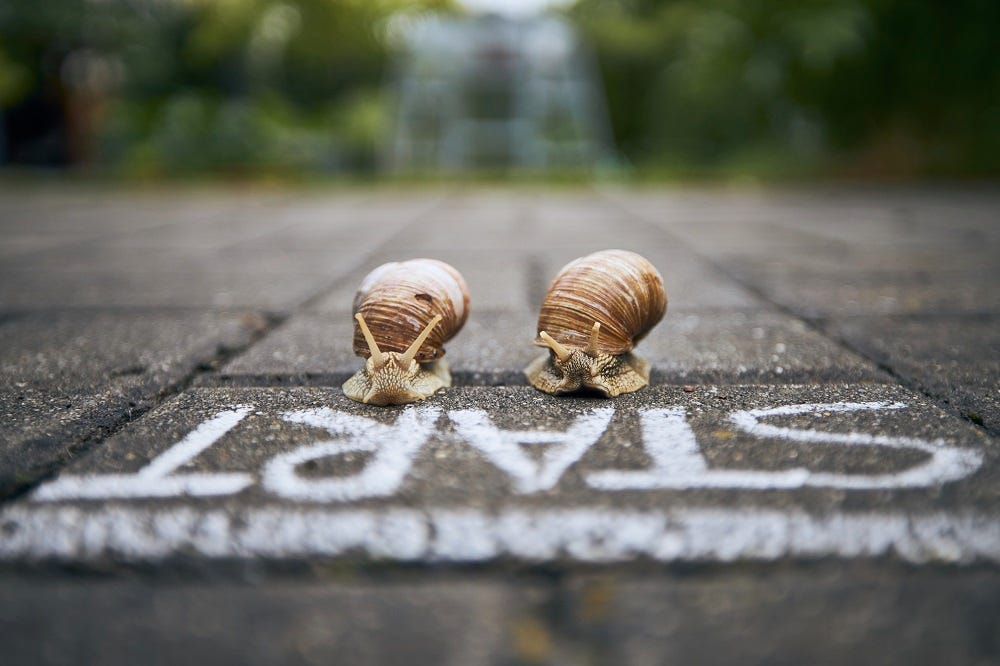 2 racing snails on a start line