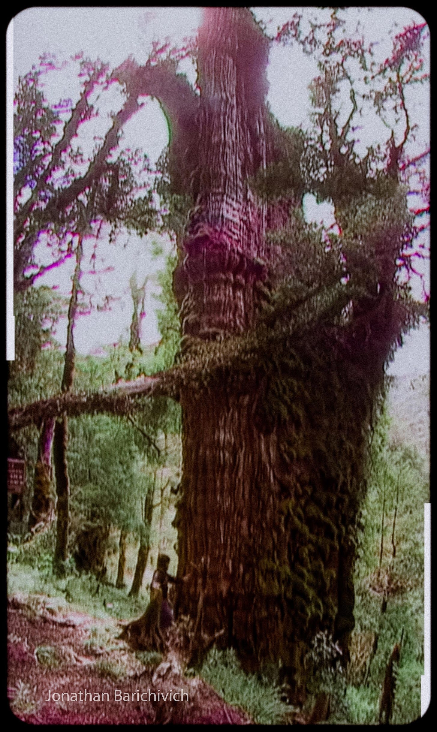 Alerce tree in Chile may be the oldest in the world