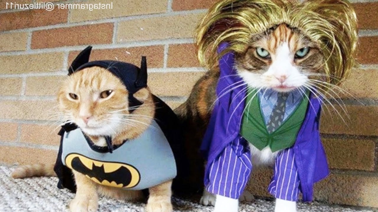 CATS in Ridiculously Adorable COSTUMES [Funny Pets] - YouTube