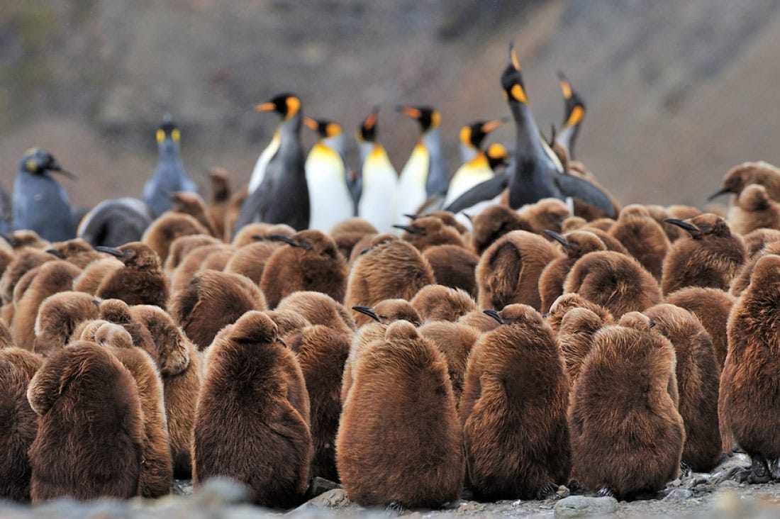 King Penguin | Facts, pictures & more about King Penguin