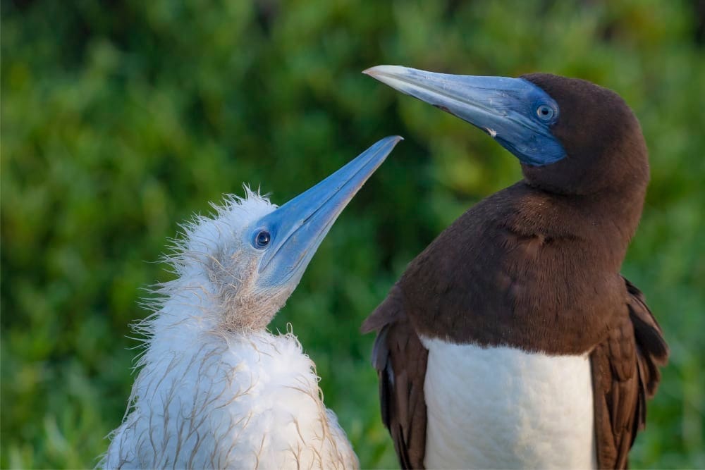 Brown booby | Christmas Island National Park