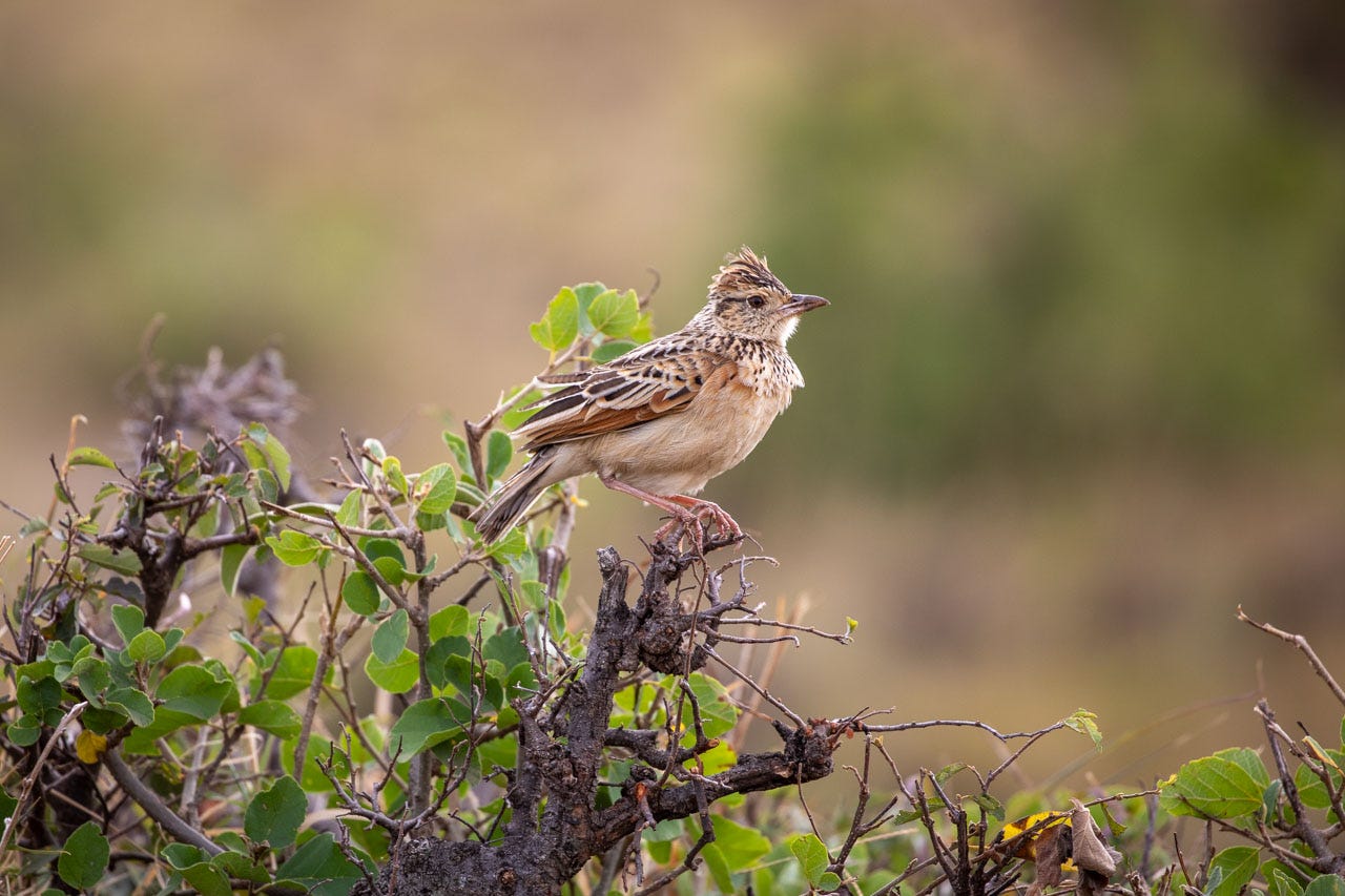 A cream-colored lark finds its footing on the gnarled branch of a bush. The lark's legs are thick and pale pink; above their cream belly, their head and wings are studded with darker brown edged in lighter cream, like a reversed stained glass. A rich orangey-brown stripe runs along the outside edge of their wing.