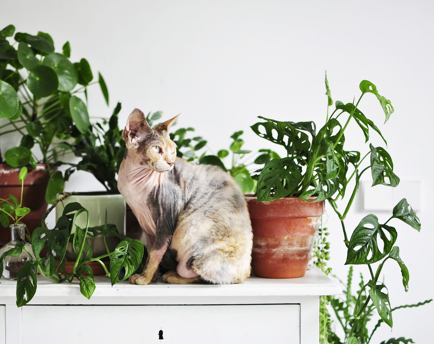 Living with Plants and Cats -
