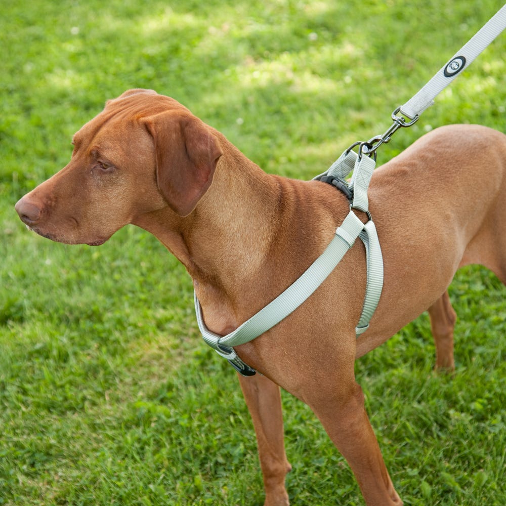 Dog Harness - Full Potential of Canine Equipment | WishForPets