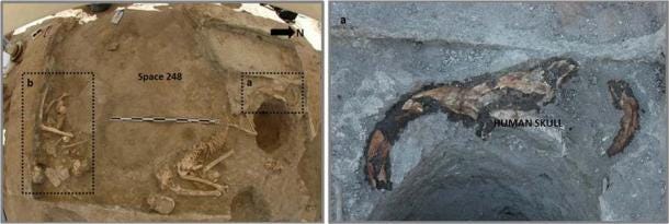 Çatalhöyük burial in Space 248 includes a woman’s skull placed together with the bucranium of what matches a morphologically domestic Bos. (Çatalhöyük Research Project / CC BY-NC 4.0)