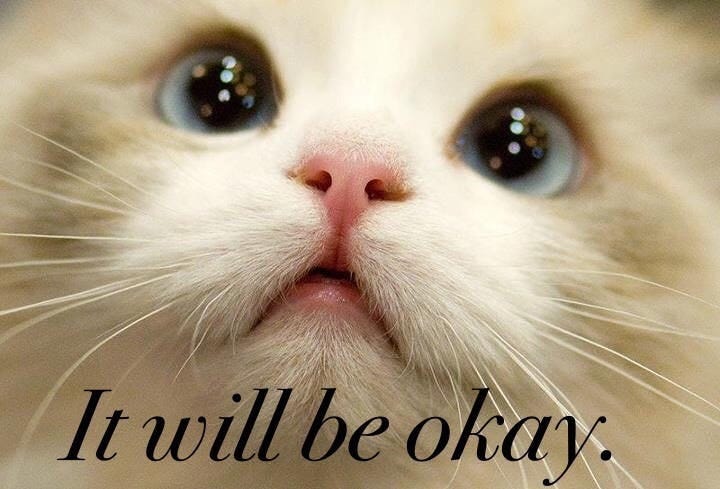 A little white kitty with blue teary eyes stares up at the camera with graphics that read, "it will be OK"