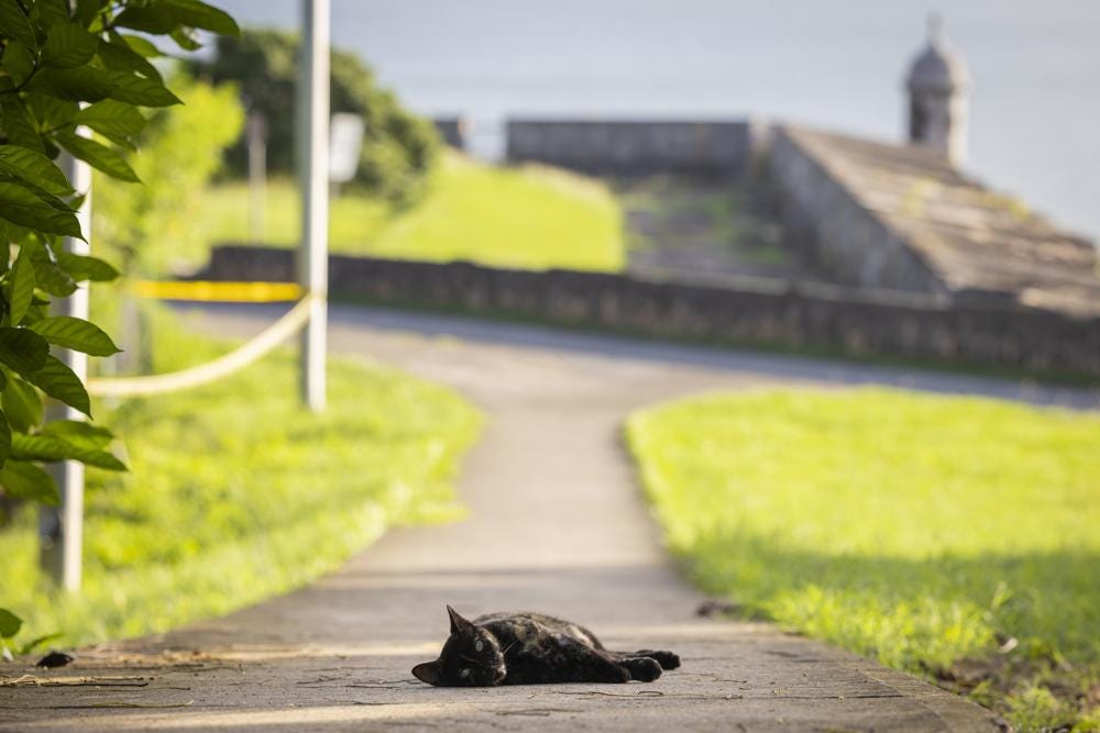 A stray cat rests in Paseo del Morro in Old San Juan, Puerto Rico, Wednesday, Nov. 2, 2022. Cats have long walked through the cobblestone streets of Puerto Rico's historic district, stopping for the occasional pat on the head as delighted tourists and residents snap pictures and feed them, but officials say their population has grown so much that the U.S. National Park Service is seeking to implement a “free-ranging cat management plan” that considers options including removing the animals. (AP Photo/Alejandro Granadillo)