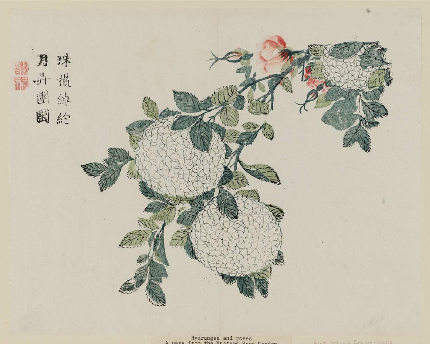 18th century Chinese painting of white hydrangea and pink rose