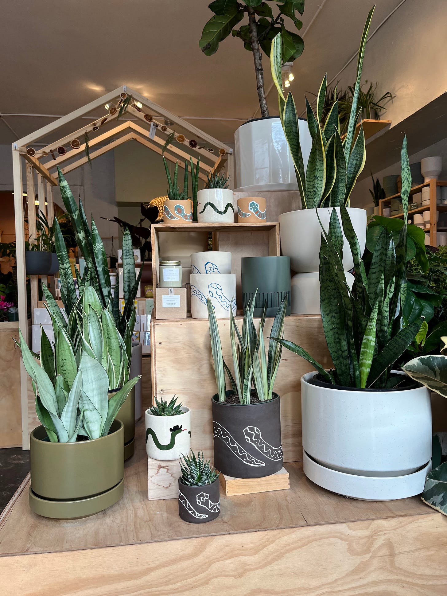 retail display with plants and pots with snake motifs