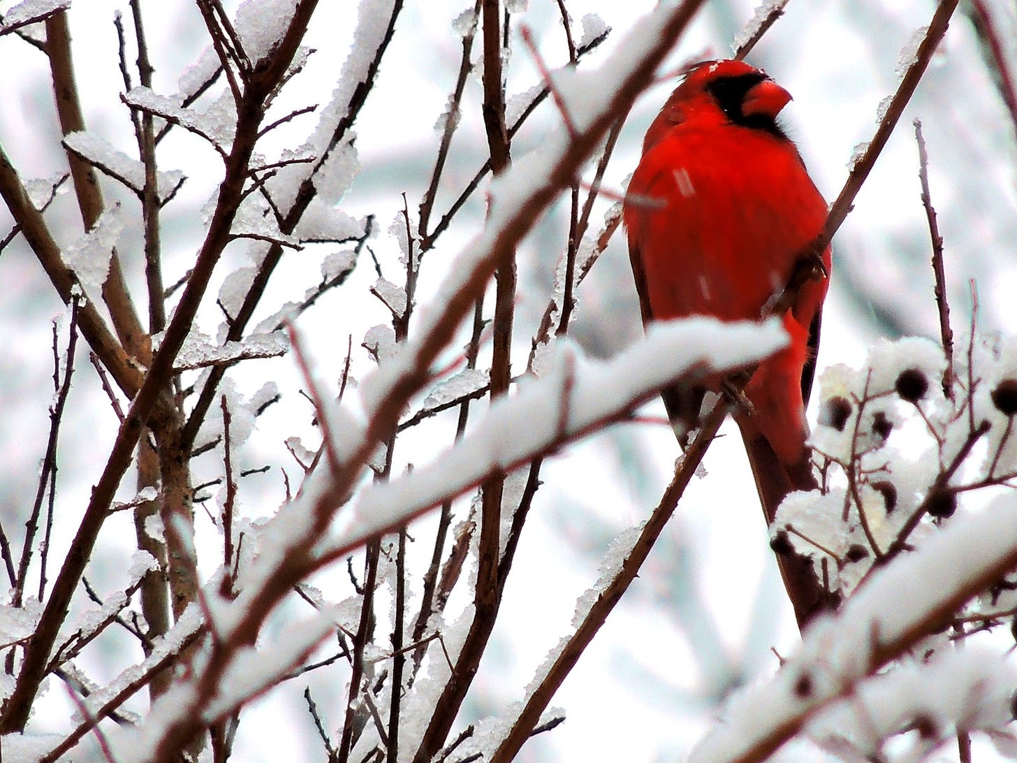 red cardinal sitting in snowy tree branches