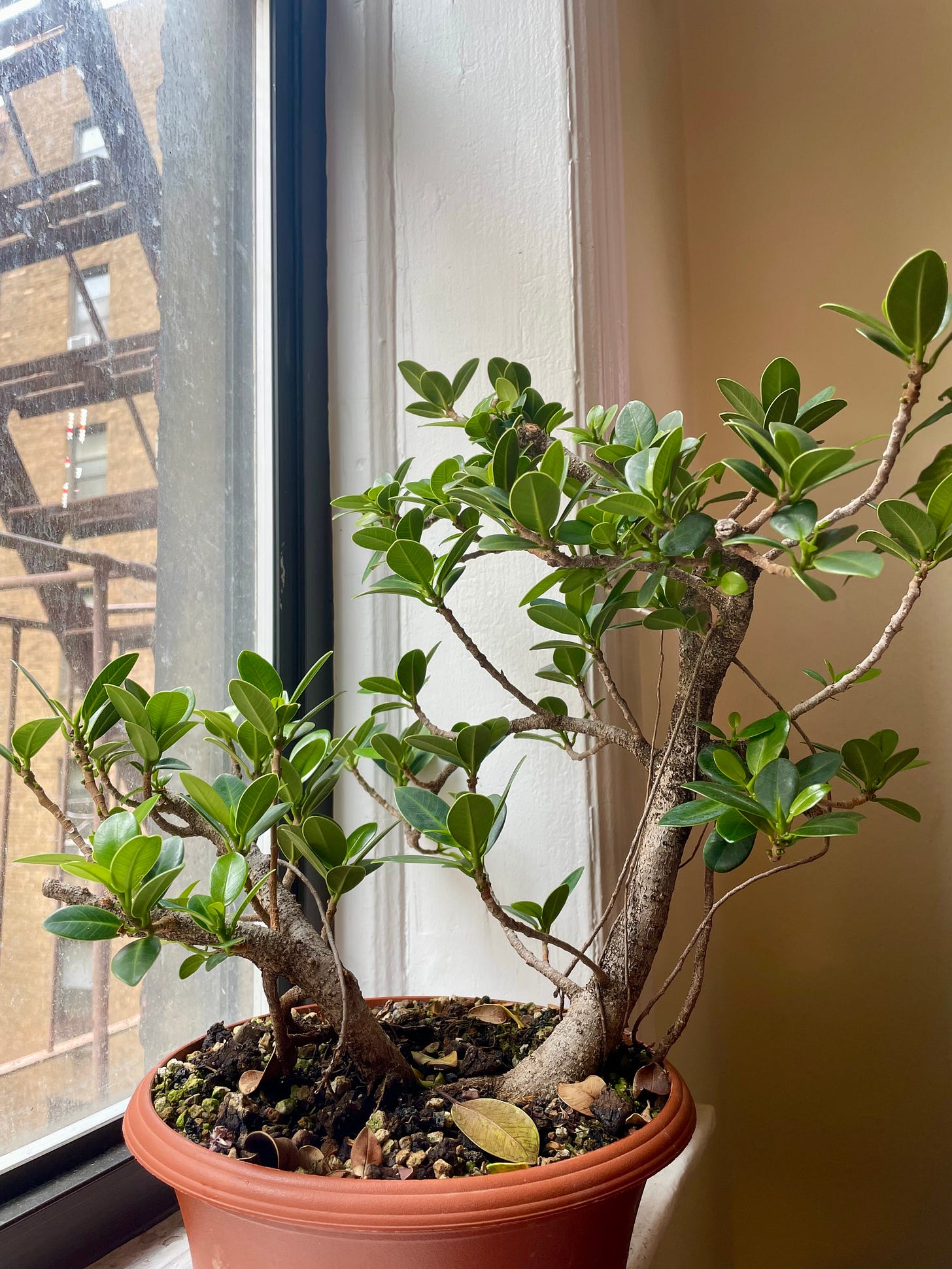 ID: Photo of my two trunk ficus on my windowsill, looking green and unkempt.