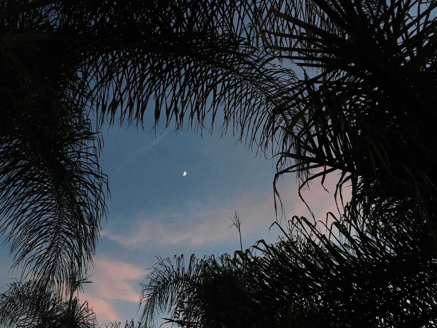 Photo of many palm fronts framing a quarter moon at dusk, with a dark blue purple sky and pink clouds.