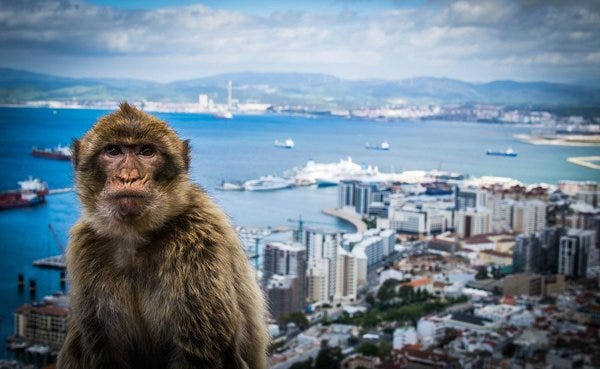 Bored Gibraltar Monkey Club!