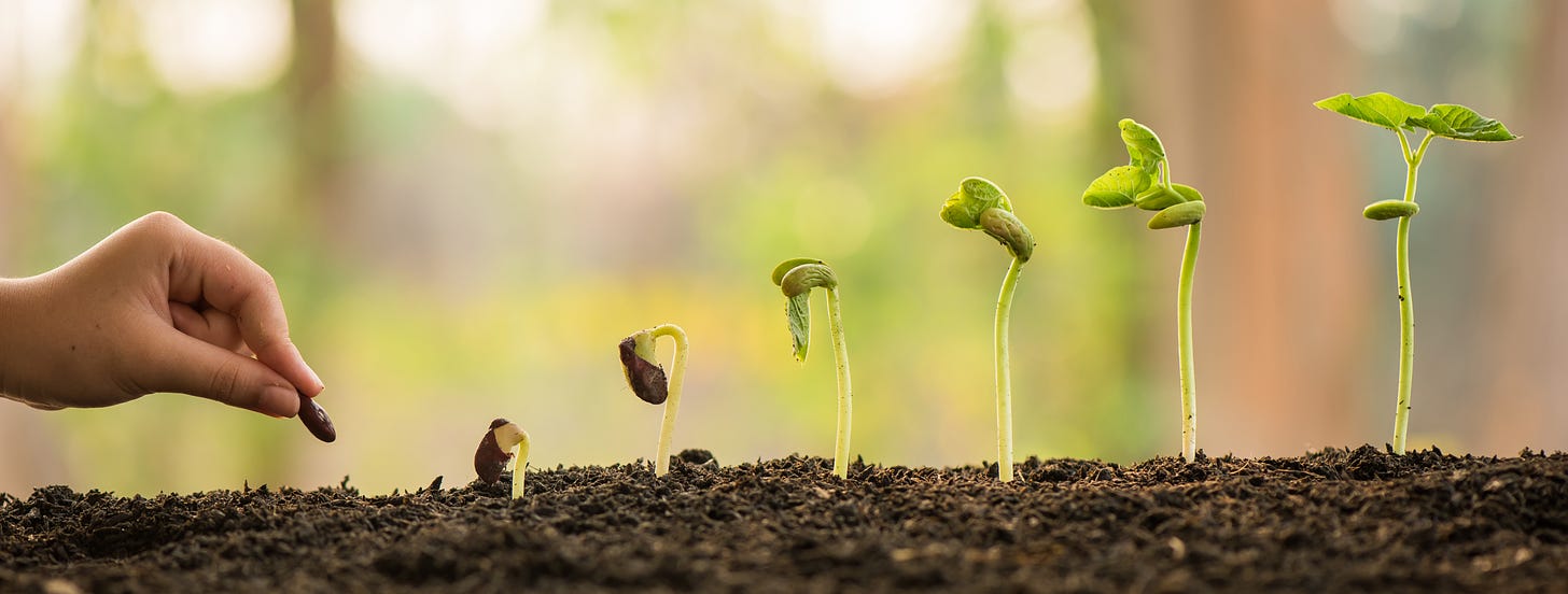 an image of a person planting a seed and its subsequent phases of growth