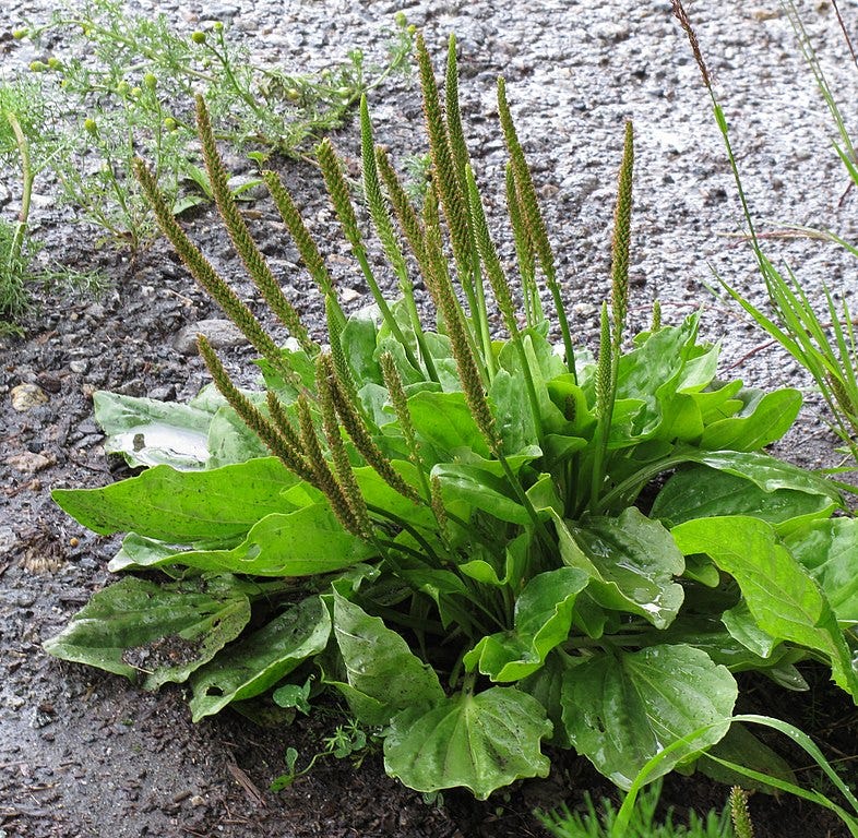 Greater plantain sprouting through pavement