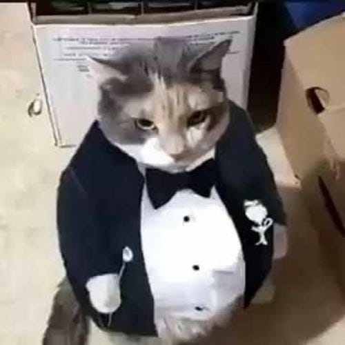 Stream Fat Ass Cat in a Tuxedo by Yung Esco | Listen online for free on  SoundCloud