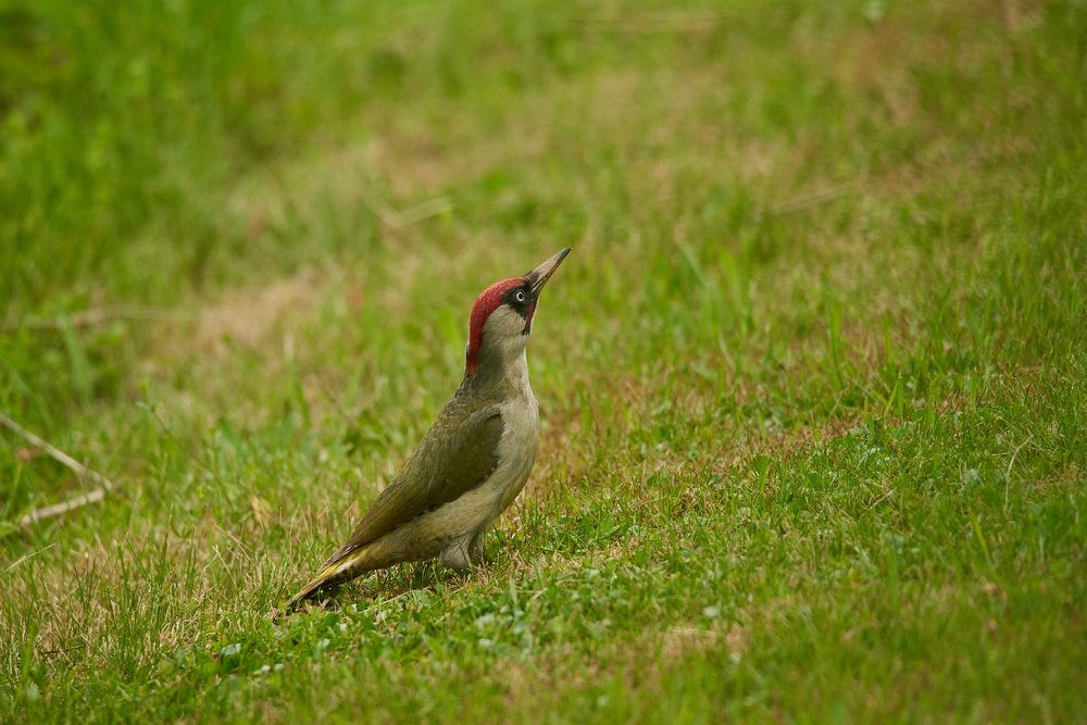 brown and red bird on green grass during daytime