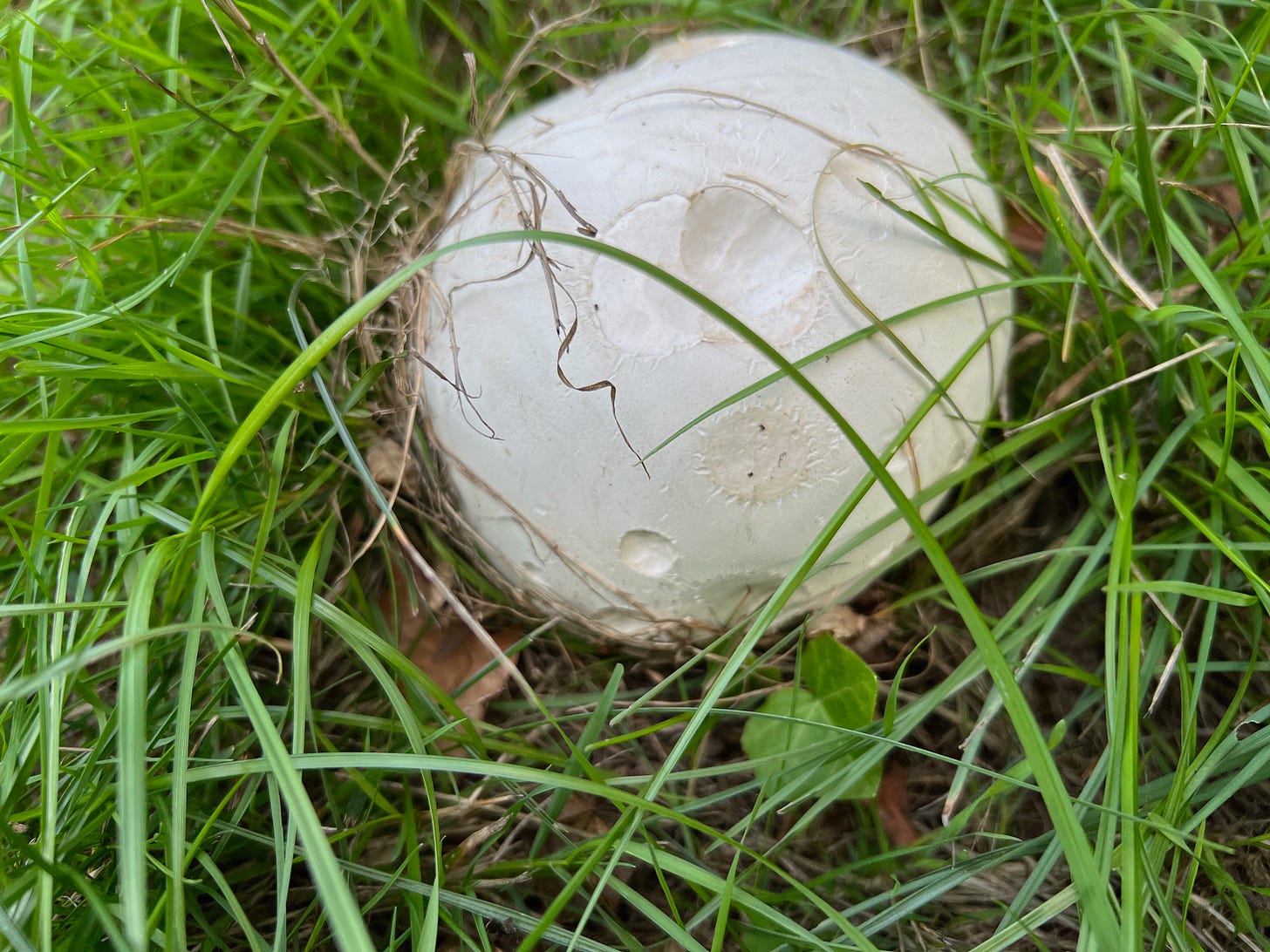 Puffball (Calvatia gigantea)