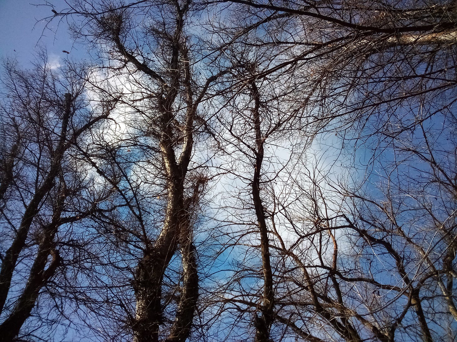 Photo of bright blue sky through budding tree branches