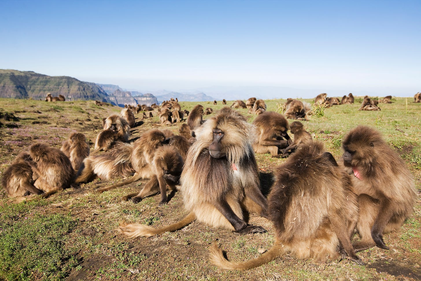 Geladas (not chacma baboons)