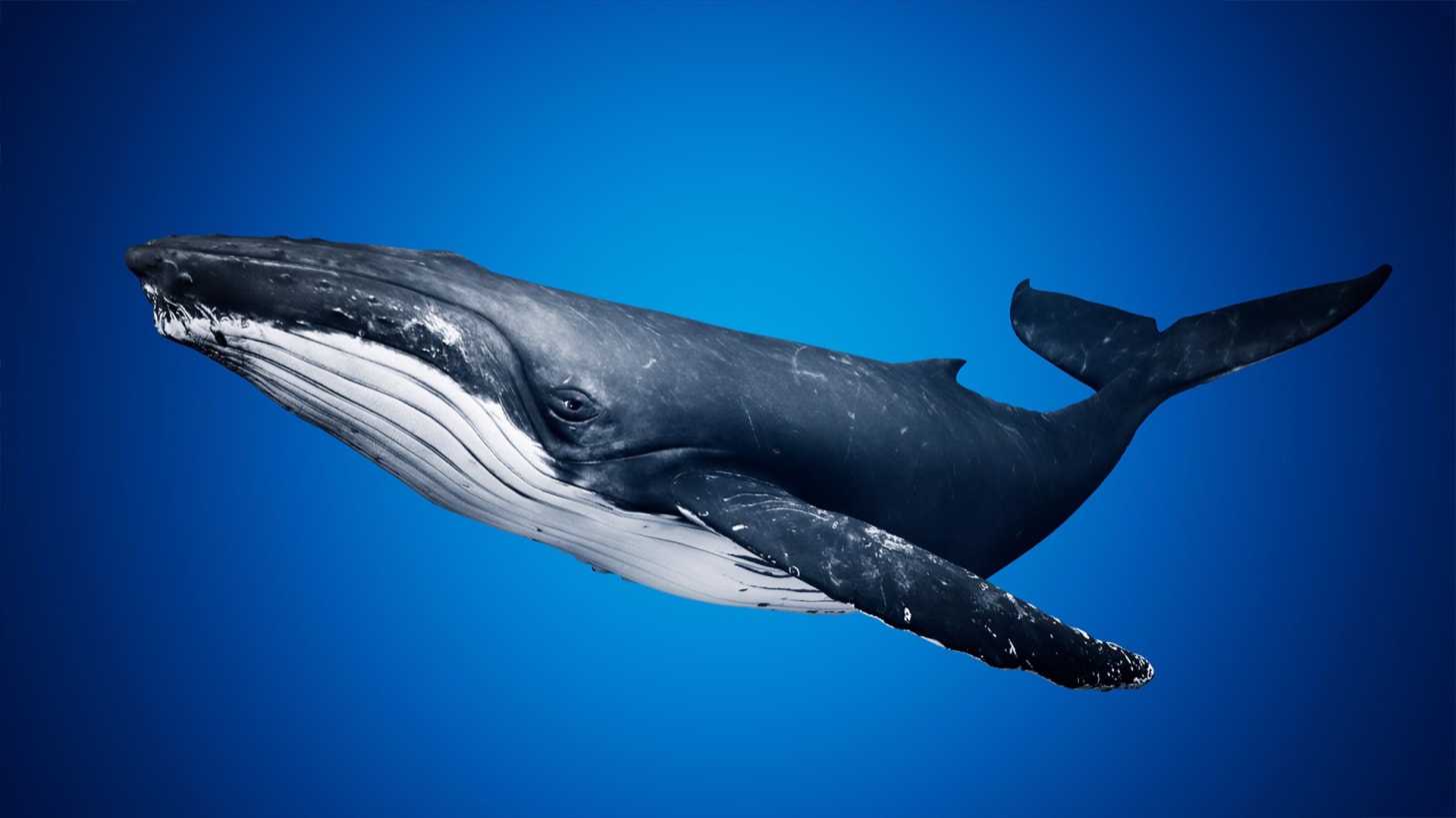Humpback Whale in Characters - UE Marketplace