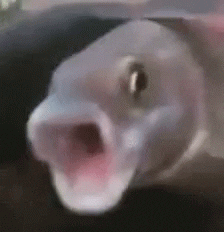 Gray fish with mouth agape, shaking in fear