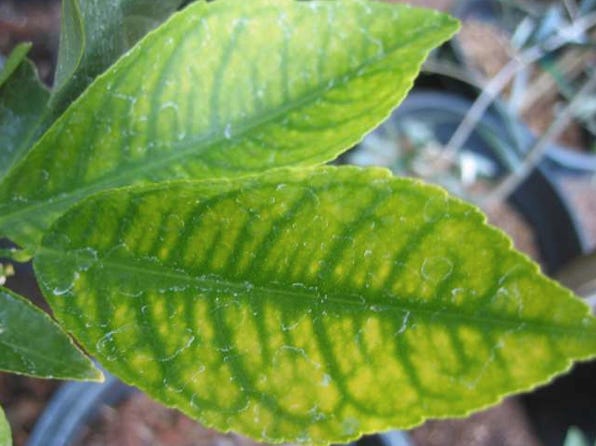citrus leaf chlorosis
