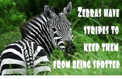 where-are-the-zebras-2022-03-06-03_01_photo
