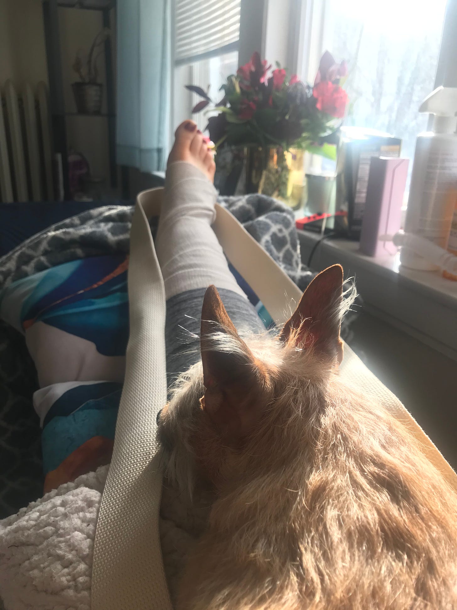 A small golden-colored Cairn terrier-chihuahua mix dog sits on my thigh; my right leg is extended out and wrapped in a huge bandage.