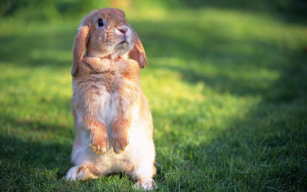 Cute Rabbit Wallpaper | Free Download Cute Rabbit Wallpaper … | Flickr