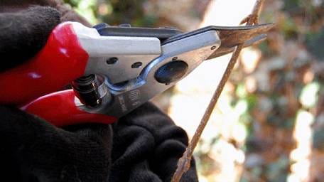A pair of bypass-type pruners is a good