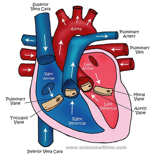 simple heart diagram for kids to label | Circulatory system for kids, Emt  study, Cardiology