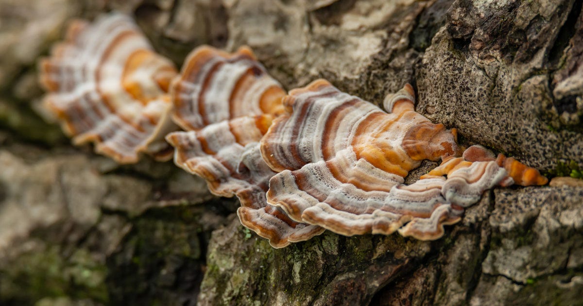 Turkey Tail Mushroom Benefits, Usage, and Side Effects: Gaia Herbs®